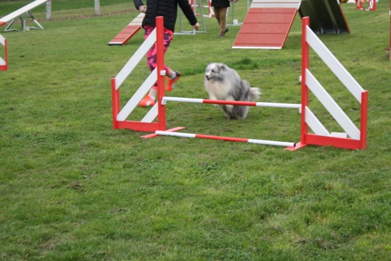 Du domaine de cora de ramatuelle - Gaëlic agility