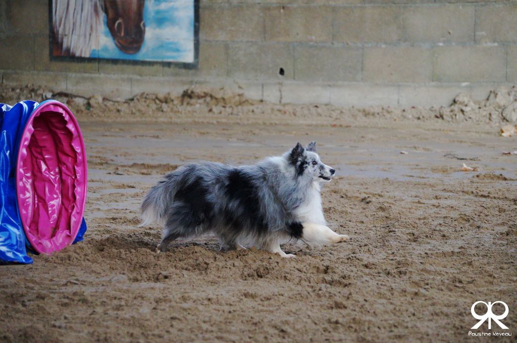 Du domaine de cora de ramatuelle - stage agility