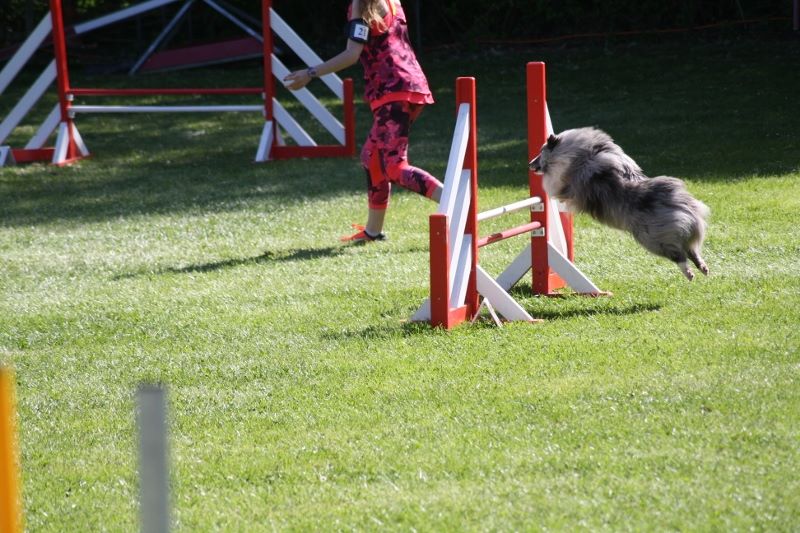 Du domaine de cora de ramatuelle - Gaëlic en concours agility