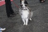  - Exposition canine de poitiers 2012