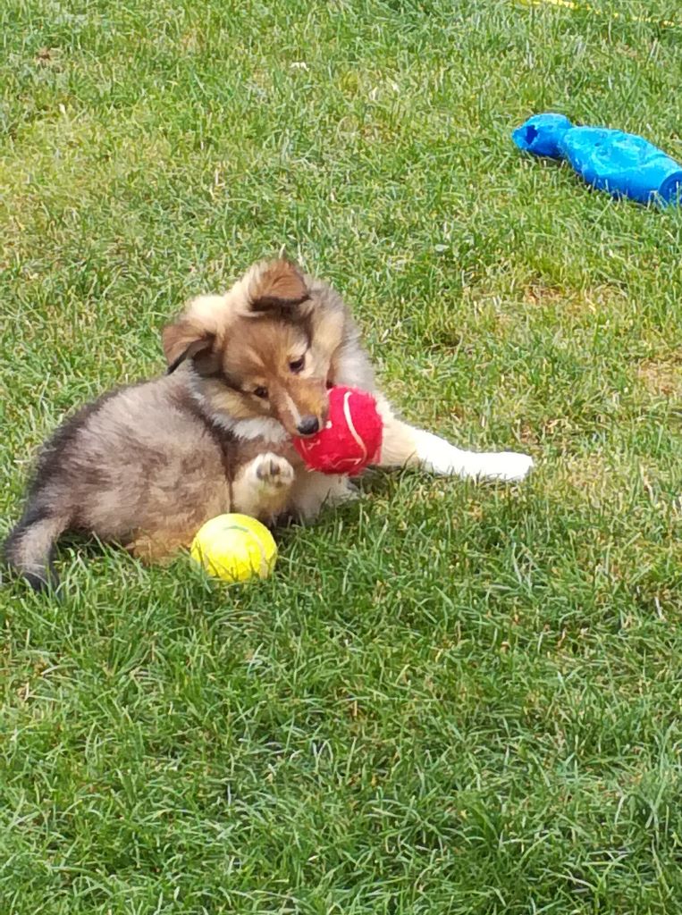 Du domaine de cora de ramatuelle - chiots 2018