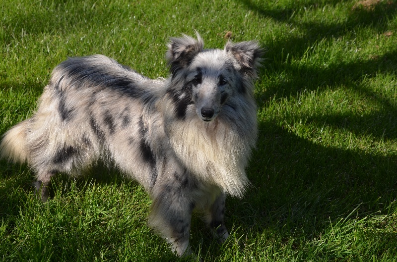 Jolie fée bleue Du domaine de cora de ramatuelle