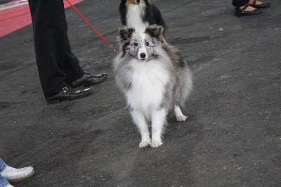 Du domaine de cora de ramatuelle - Exposition canine de poitiers 2012