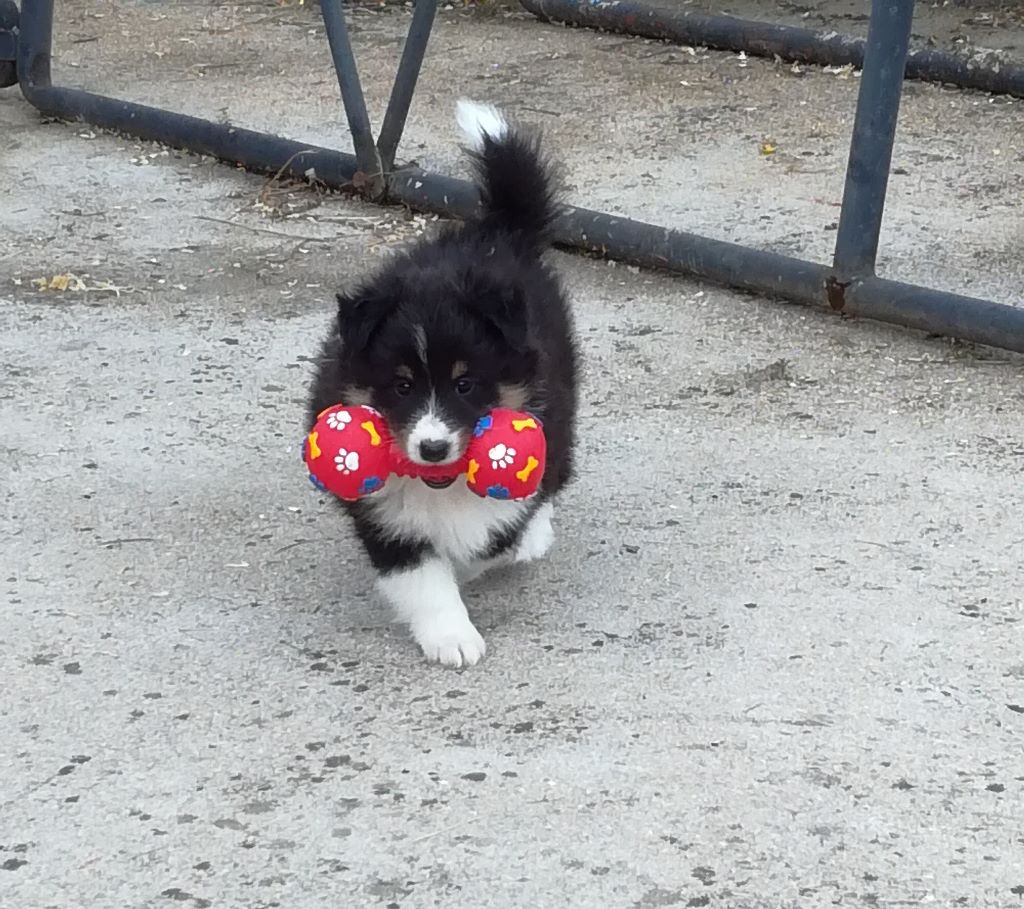 Chiot Shetland Sheepdog Du domaine de cora de ramatuelle